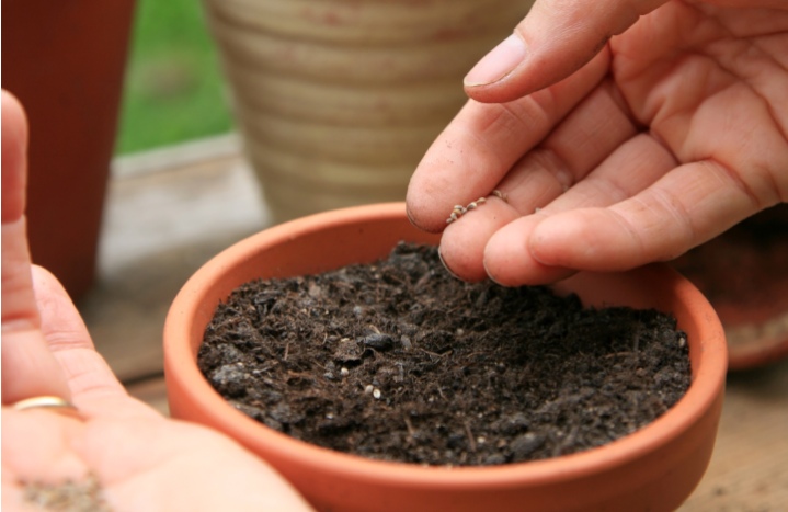 Person sät Samen in einen Topf mit Erde